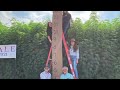 the world s tallest hemp plant