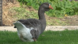 Toulouse Geese