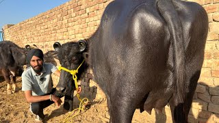 गैरी भाई से लो सिर्फ 60,000₹ की भैंस। 4 भैंसे बिकाऊ दूध 12 से 20 लीटर। Brar Dairy Farm