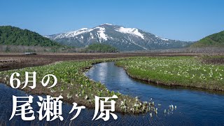 【尾瀬】6月の水芭蕉揺れる尾瀬ヶ原　#shorts