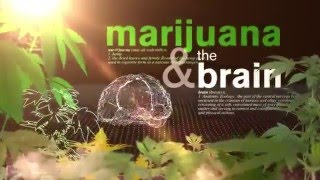 CNN's Dr. Sanja \u0026 Your Body on Marijuana