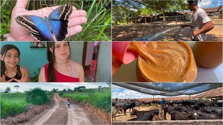 FIZEMOS DOCE DE LEITE CASEIRO NO FOGÃO A LENHA aqui na roça/DIA PRODUTIVO 🐮🌳