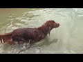 【泳ぐ犬】アイリッシュセター２頭の泳ぎです！large dogs playing in the river