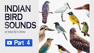 Indian Bird Sounds - Part 4(HD sound and video ) #indian_birds #indian_bird_sounds #bird_calls