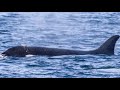 Pod of killer whales spotted off coast of San Diego