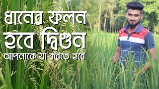 দ্বিগুণ ধান পেতে জরুরি অণুখাদ্য। ধানের ফলন বৃদ্ধাধিতে জিংকের ভূমিকা কি দেখুন | Paddy cultivation