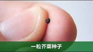 【万邦雅歌】每日默想—马太福音17:14~21 像一粒芥菜种一样的信心