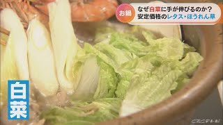 寒い！鍋に欠かせない「白菜」は安い！…出荷量4位の愛知の農家は「農資材は高騰しているが たくさん食べてもらうことが励み」(2022/10/7)