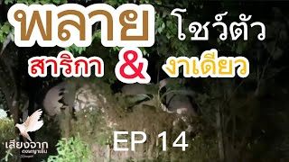 EP 14 พลายสาริกา\u0026งาเดียว #ช้างป่า #ช้างป่าเขาใหญ่ #เขาใหญ่ #ช้าง #elephant #thailand #nature