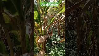 jarak tanam jagung