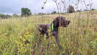 Zmora (12 months old) pointing partridges