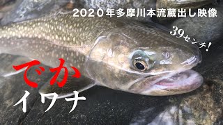 多摩川本流蔵出し映像　でかイワナ 39センチ　ルアー釣り