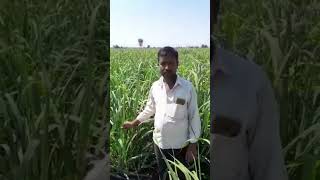 उसाच्या जास्त फुटव्या साठी काय करावे | Usachya jast futvya sathi ky krave | ऊस पिक | Sugarcane Crop