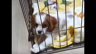 【キャバリア子犬】家来て2週間でふせ\u0026おすわり覚えたけどご飯エイムがド下手なキャバリア