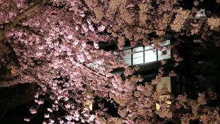 弘前さくらまつり「夜桜」 - 最古のソメイヨシノ - 0911A