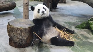 20230714 瞎撈竹竿好可愛 圓寶吃播把萌賣(午餐) Giant Panda Yuan Bao