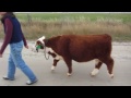 miniature hereford bull magnus