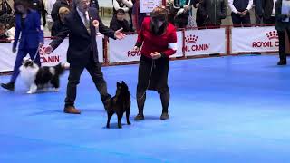 Schipperke in group judging at the Tokyo JKC show on Saturday, April 6, 2024