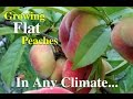 Growing Flat Peaches Fruit Tree Variety