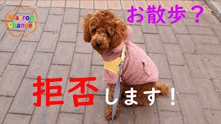 [Poodle☆Marron] A Walk? Refuse!!