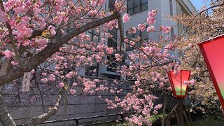 大阪の桜 造幣局の通り抜け   Cherry blossoms in Osaka.      Many varieties of cherry blossoms bloom.