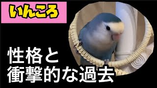 ハイジの性格と衝撃的な過去(コザクラインコ・シーグリーン)