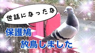 保護鳩ムームー放鳥しました～(*´▽｀*) 2021/4/13撮影