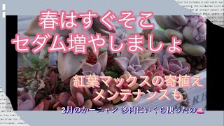 【多肉植物#9】セダムを増やす 。斑入りタイトゴメとミルキーウェイ！寄植えの枯葉取りと2月の多肉お小遣い