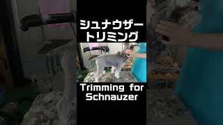 ミニチュアシュナウザーのトリミング | Trimming for Miniature Schnauzer #Shorts