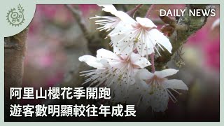 阿里山櫻花季開跑 遊客數明顯較往年成長｜每日熱點新聞｜原住民族電視台