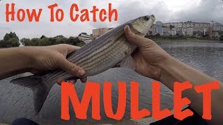 How To Catch Mullet - Fishing Guide