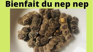 BIENFAIT DU NEP NEP / ACACIA NILOTICA