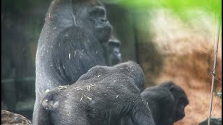 ハオコ、モモコに移動の合図を送る｜上野動物園｜ゴリラ｜S1E058