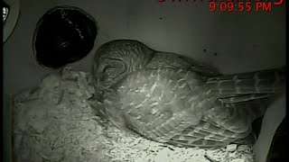 OwlWatch (restart Jan 15 @ 9:09pm)