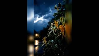 "Honeysuckle Rain"