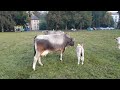 grauvieh kuh mit kalb beef.ch samstag 24.9.2016