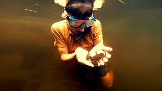 African Clawed Frogs // South Africa