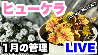 ◆【ヒューケラ】１月の管理！育て方ほか…🌱