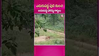 ఎదురుపడ్డ TIGER నుంచి బయటపడ్డ ఫారెస్టు గార్డులు..#ForestGuard #CloseEncounterwithTiger #Tiger