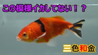 【金魚飼育】少し調子を崩した三色和金【Goldfish】