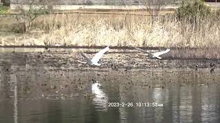 2023年2月26日池花池白鳥飛ぶ