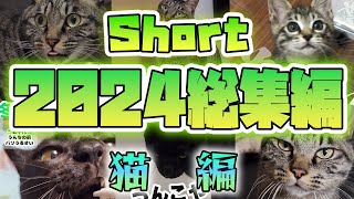 【2024】short総集編・猫編【保護猫】