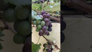 Purple Grapes on Vines: A Tapestry of Sweetness! #grape #gardening #grapevines #short #shorts