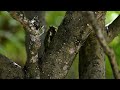 クソ暑い夏に涼をシリーズ第3弾！鳴くクマゼミ！slow映像bgm付！！これは鳴き声ないので涼めるはず？編