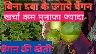 बैगन में सुंडी नही लगेगी।बैगन की खेती।Brinjal Farming