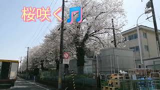 #桜 #ムスカリ#平三小