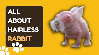 All About Hairless Rabbit A Comprehensive Guide