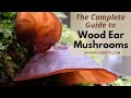 Wood Ear Mushrooms, the Complete Guide