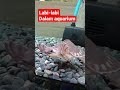 SI LABI-LABI (MONCONG BABI) DALAM AQUARIUM #shorts