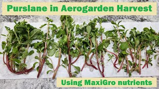 Grow Purslane in Aerogarden Harvest using MaxiGro nutrients